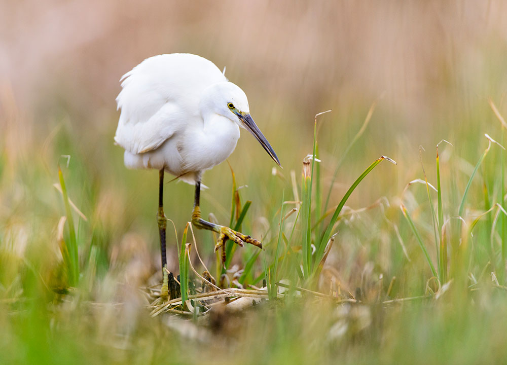Little egrets yellow feet