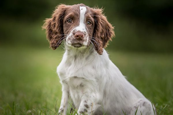 Andy Biggar dog photography