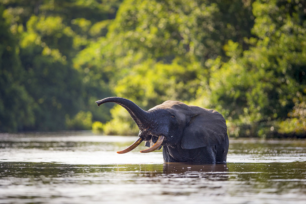 Remembering Elephants Forest Elephant