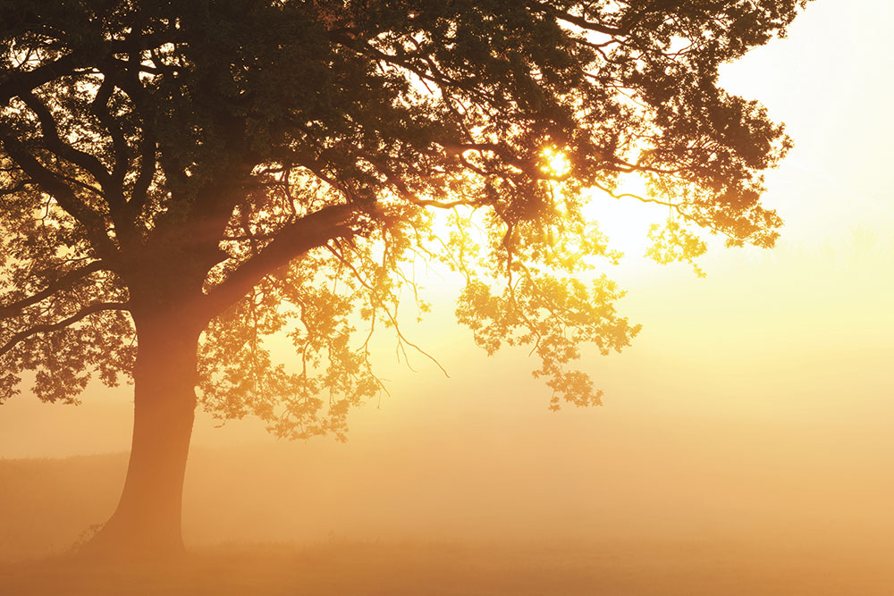 Jeremy Walker Sherborne Dorset tree in early mist