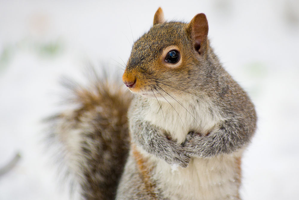 Pentax quick zoom squrrel