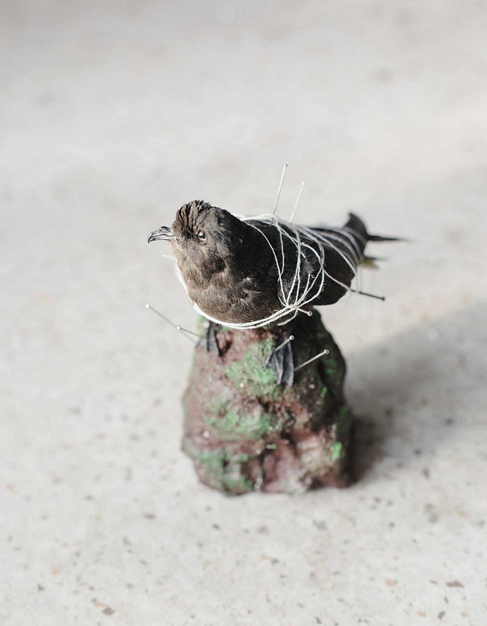 Zeiss Photography Award taxidermied storm petrel