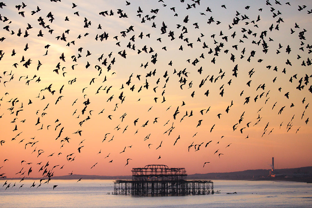 local heroes birds over pier