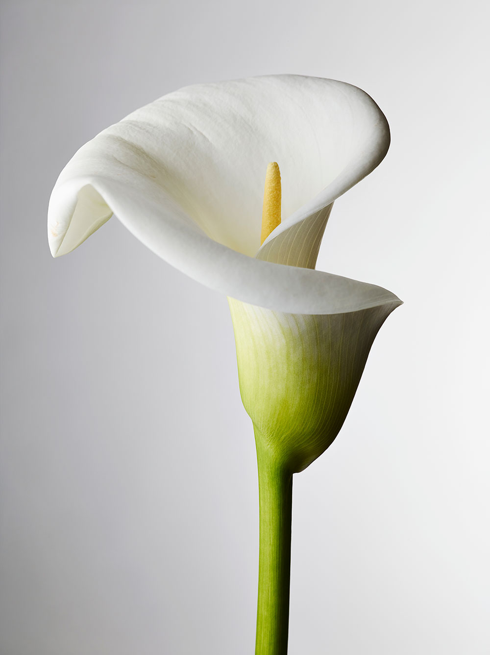 Pefect camera set-up - white balance flower