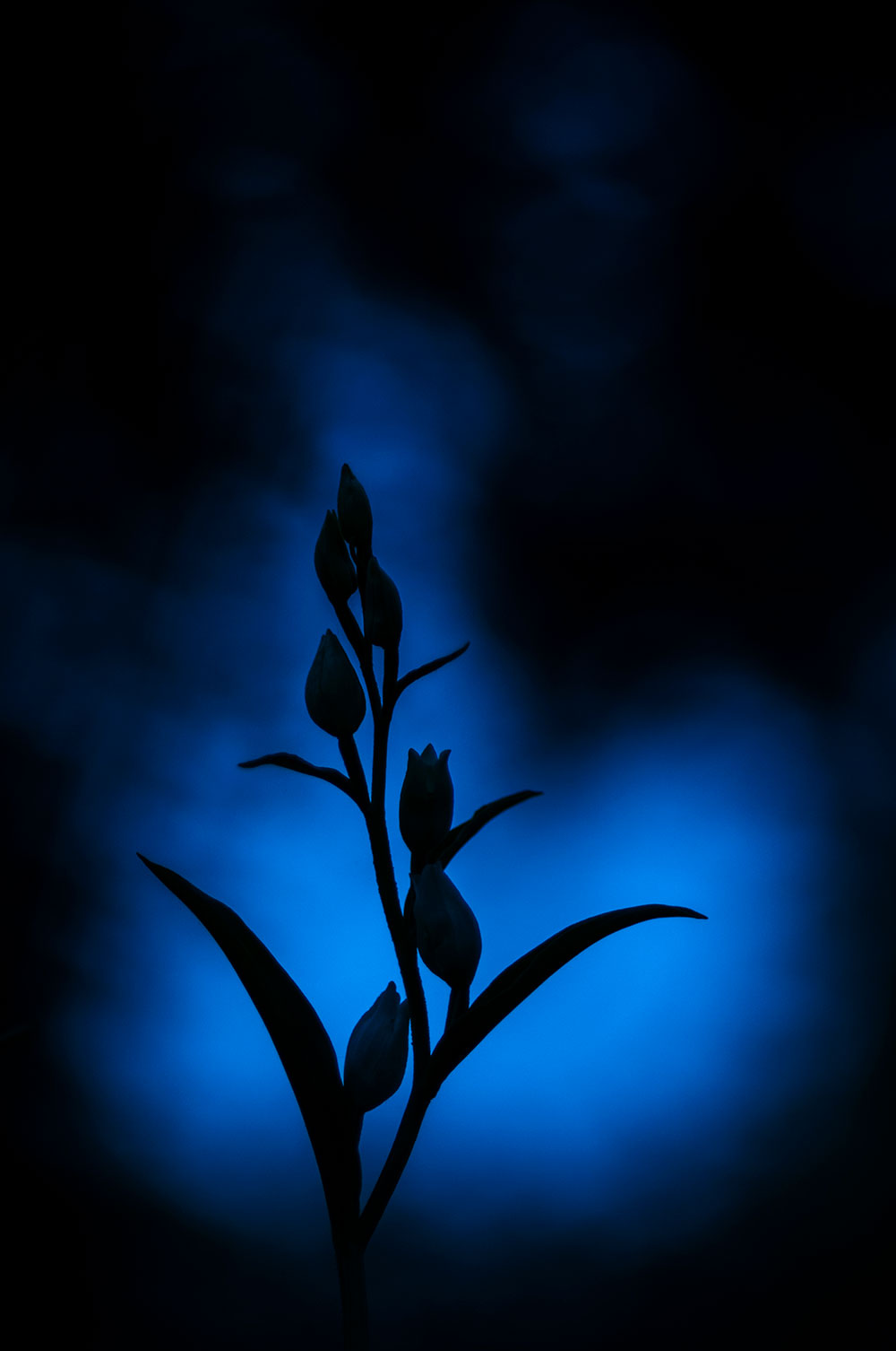 White Helleborine at twilight