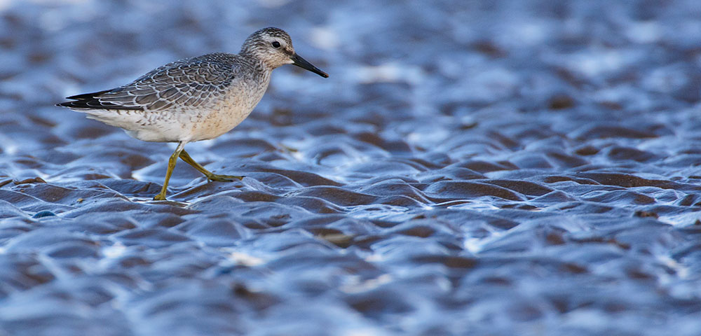 Autumn waders knot