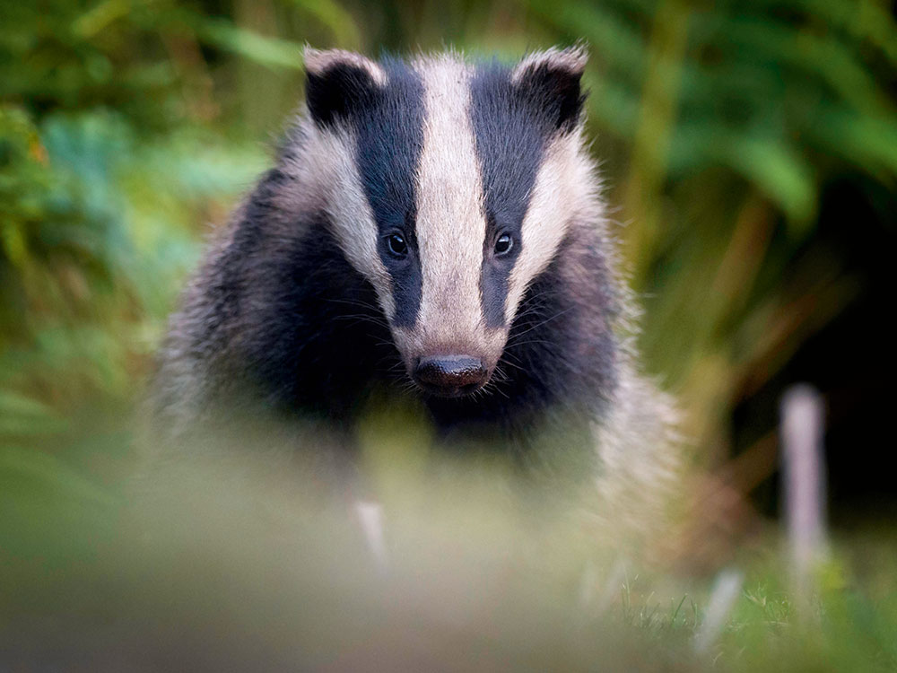 low light badger sitting still