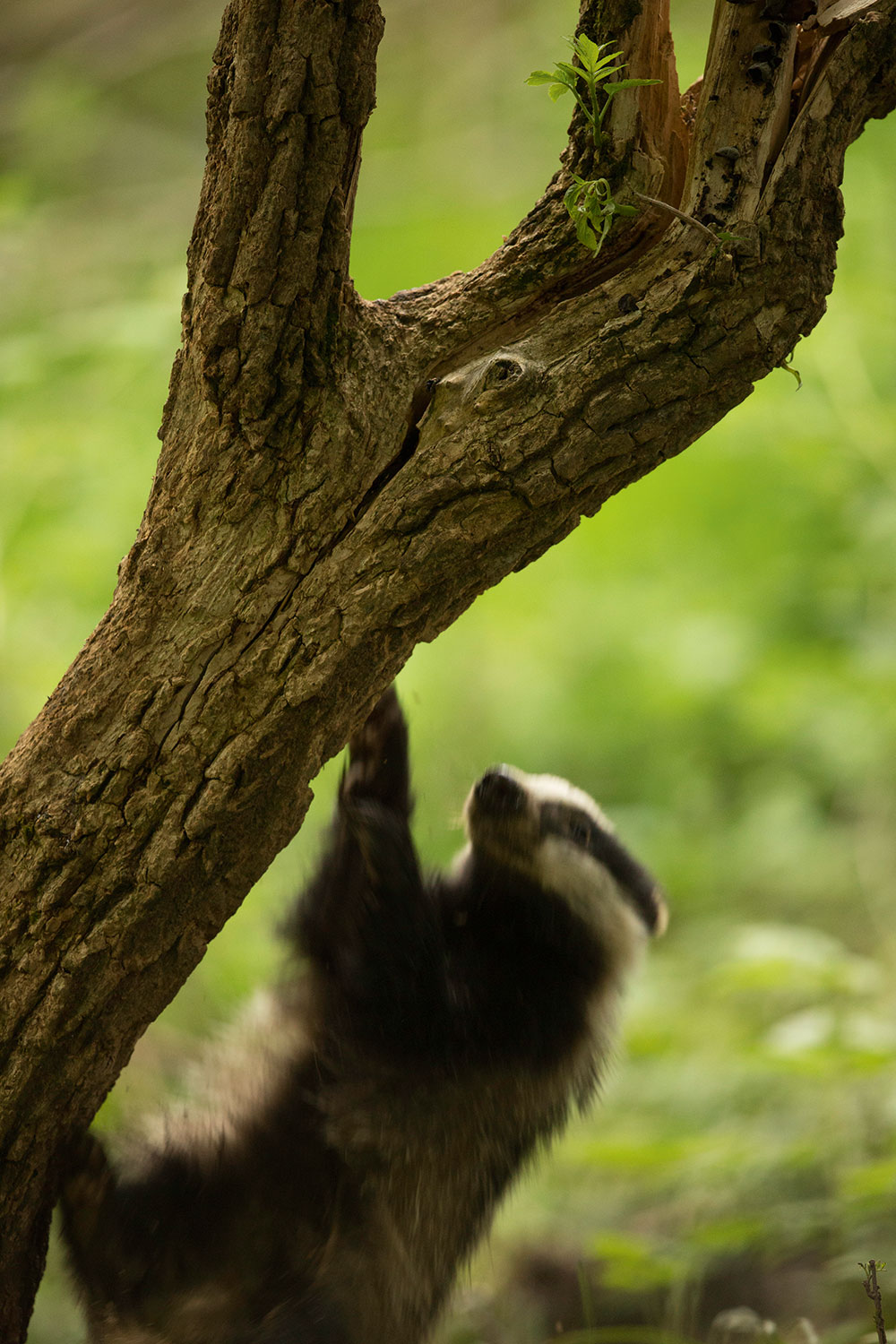 low light one badger that didn't work
