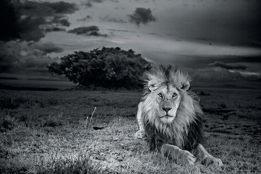 A Wild Life C-Boy Serengeti National Park