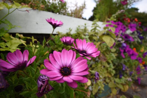 Nikon 10-20mm close-up sample