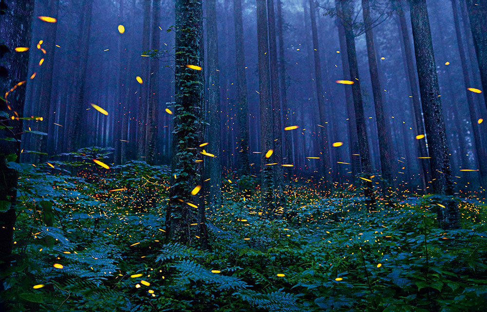 Fireflies Tim Flach