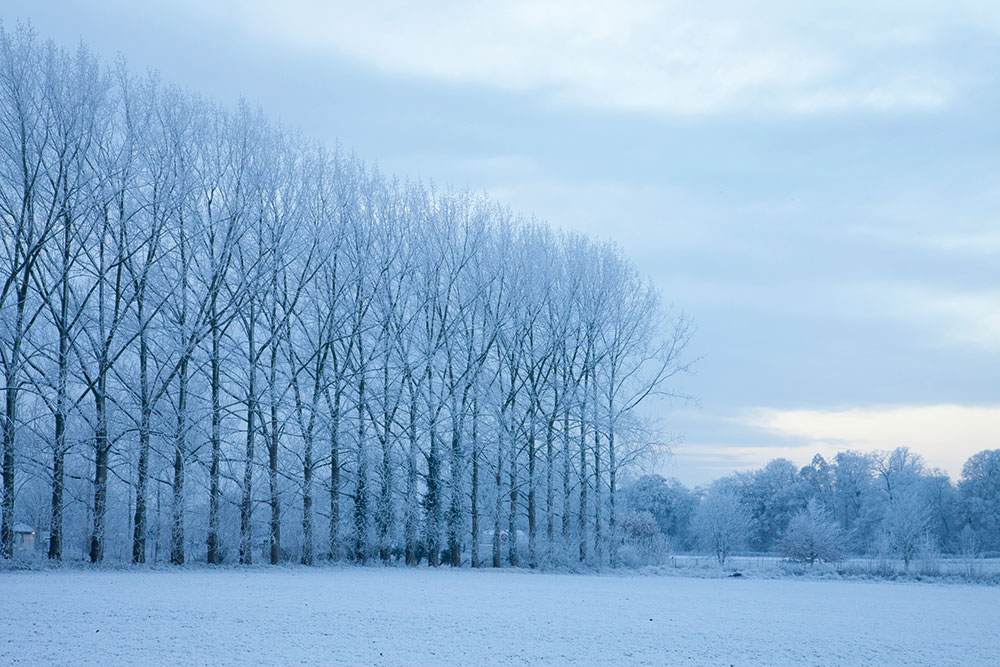 Hoar Frost