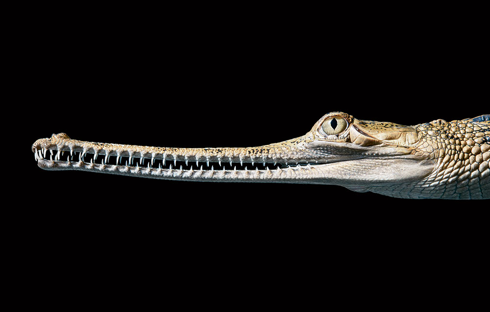 Indian Gharial Tim Flach