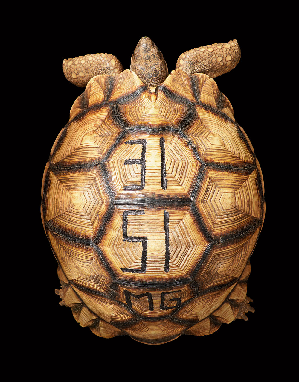 Ploughshare Tortoise Tim Flach
