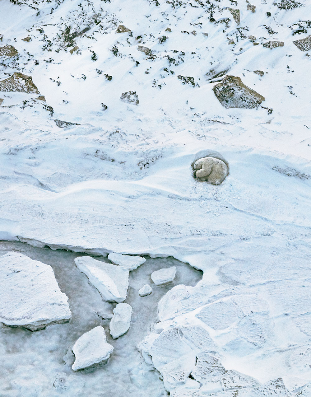 Polar Bears Tim Flach