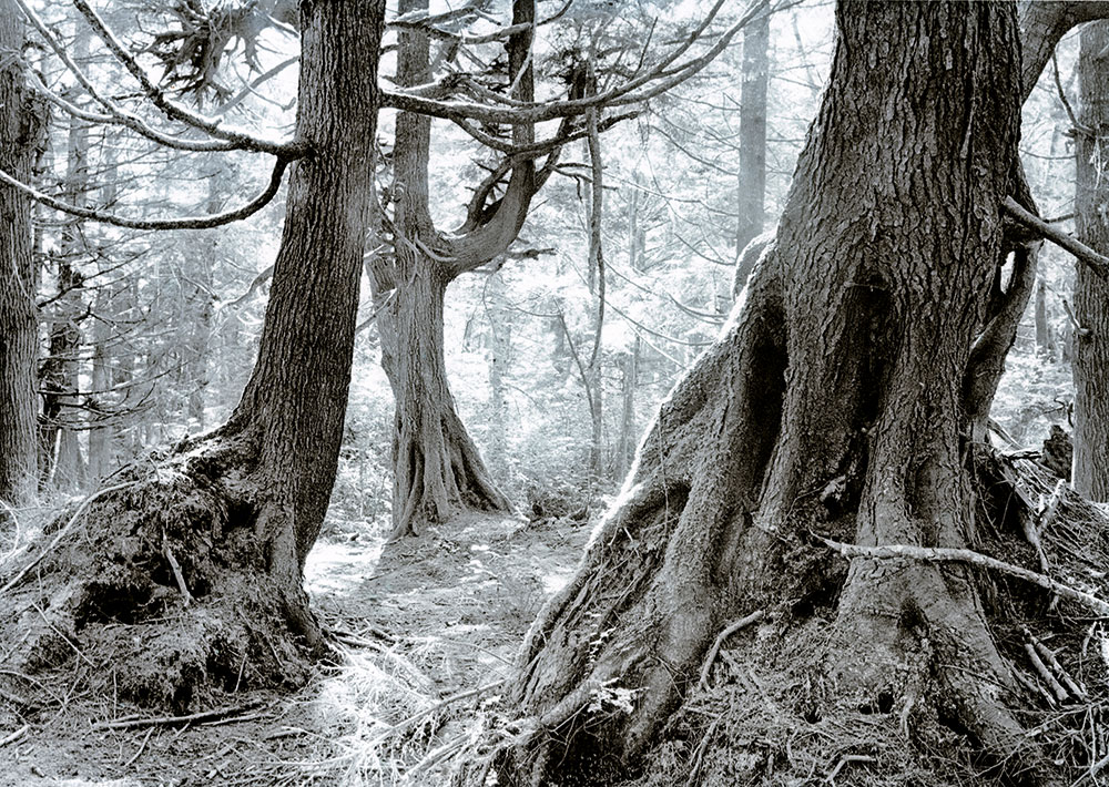 toning Old Forest