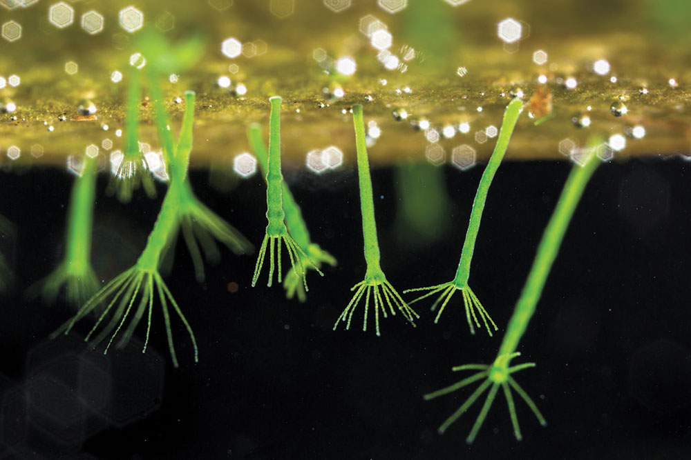 Alex Hyde, Green Hydras