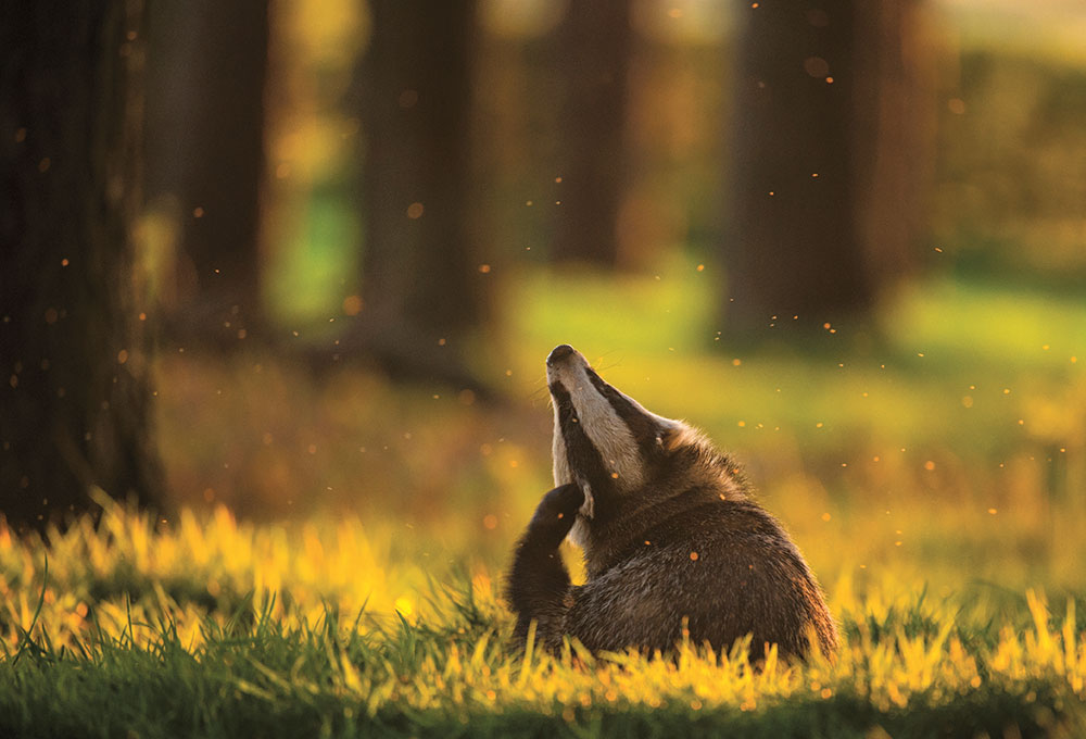 Andrew Parkinson, Crepuscular Contentment
