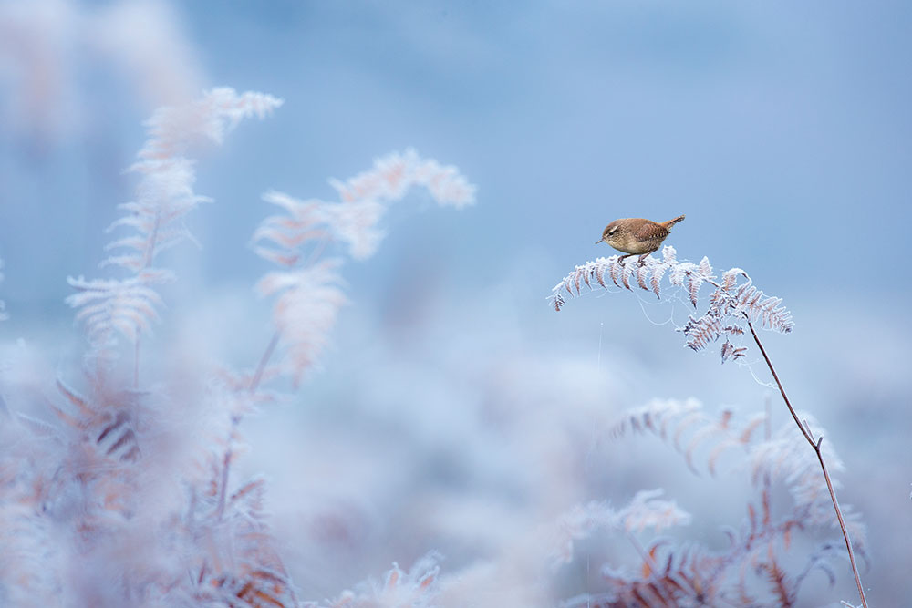 Ben Hall, Wren on Frost