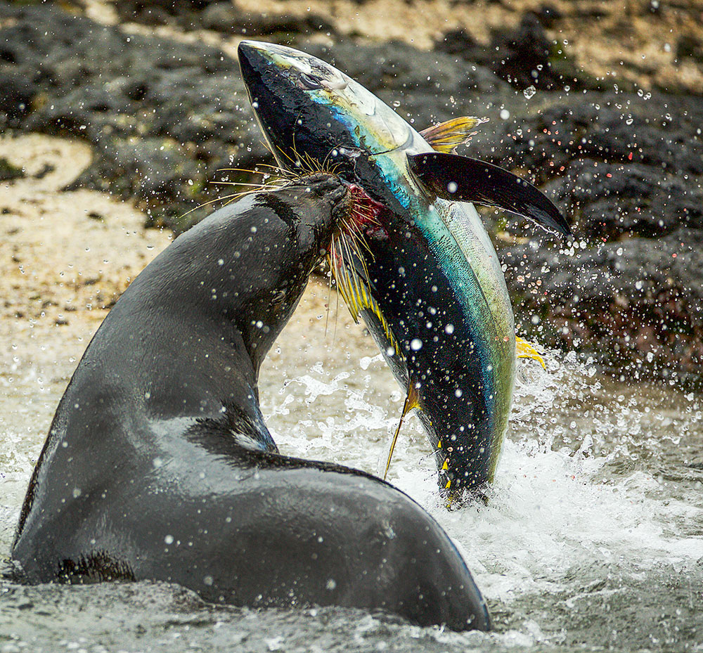 Blue Planet II Sea lion with fish