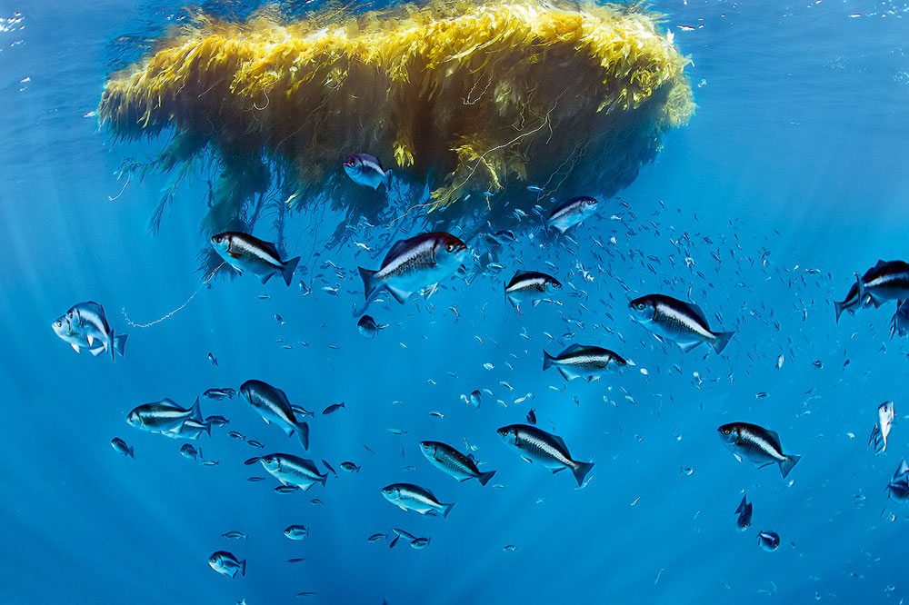 Blue Planet II floating islands of drifting kelp