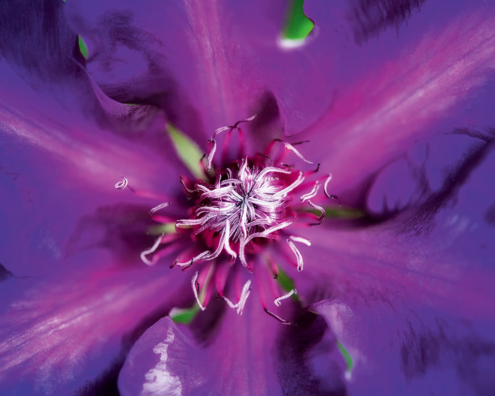 Clematis Ant Smith