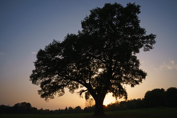 Tokina Firin 20mm f/2 tree silhouette