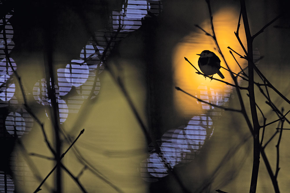 Daniel Trim, Heathrow Roostings