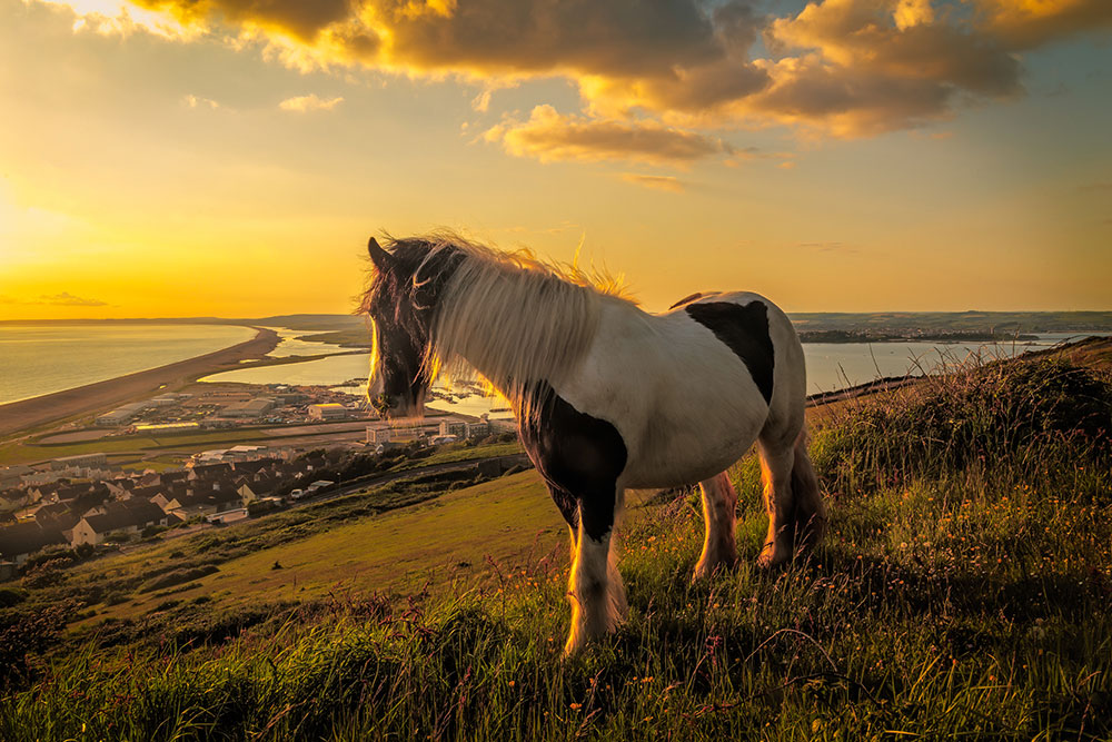 Horse Gerry White