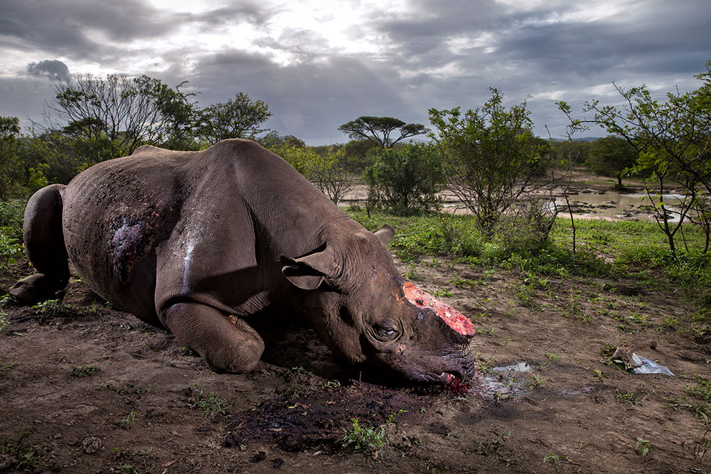 Images of 2017 Brent Stirton
