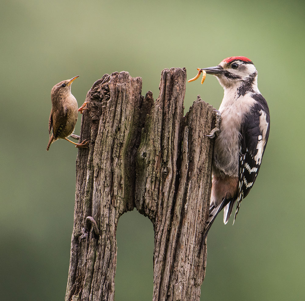 Lou Owen Jones two birds