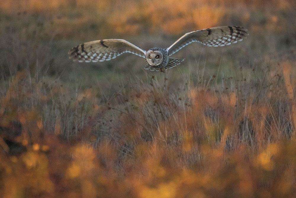 Matthew Roseveare, The Golden Hour Hunt