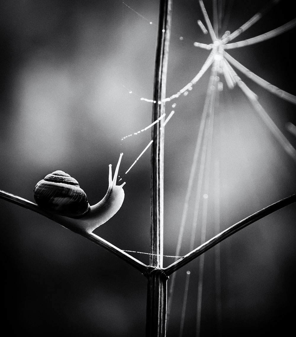 Paula Cooper, Web of Life