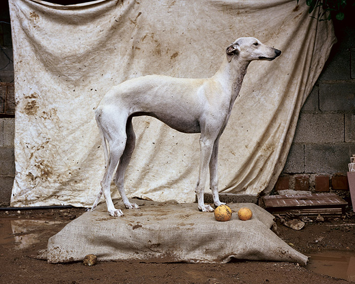 Really Good Dog photography