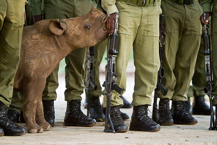 Remembering rhinos