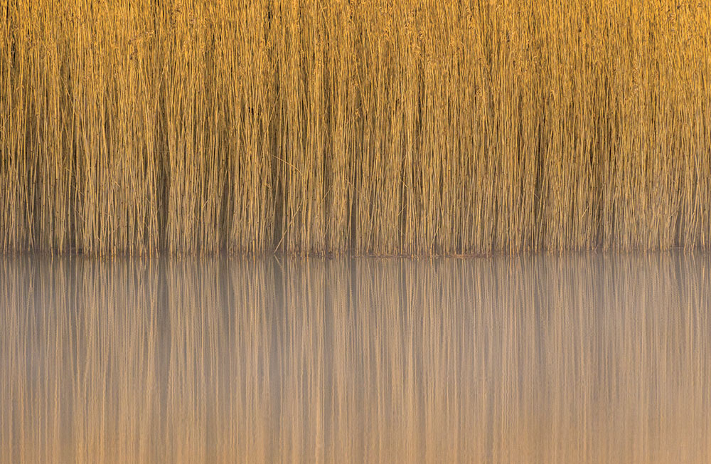 Steve Palmer, Reeds