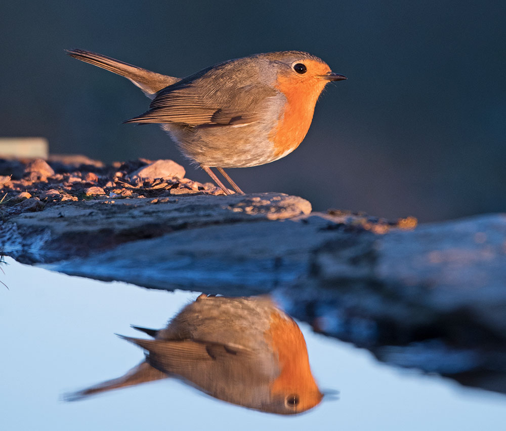 Garden birds create a pool
