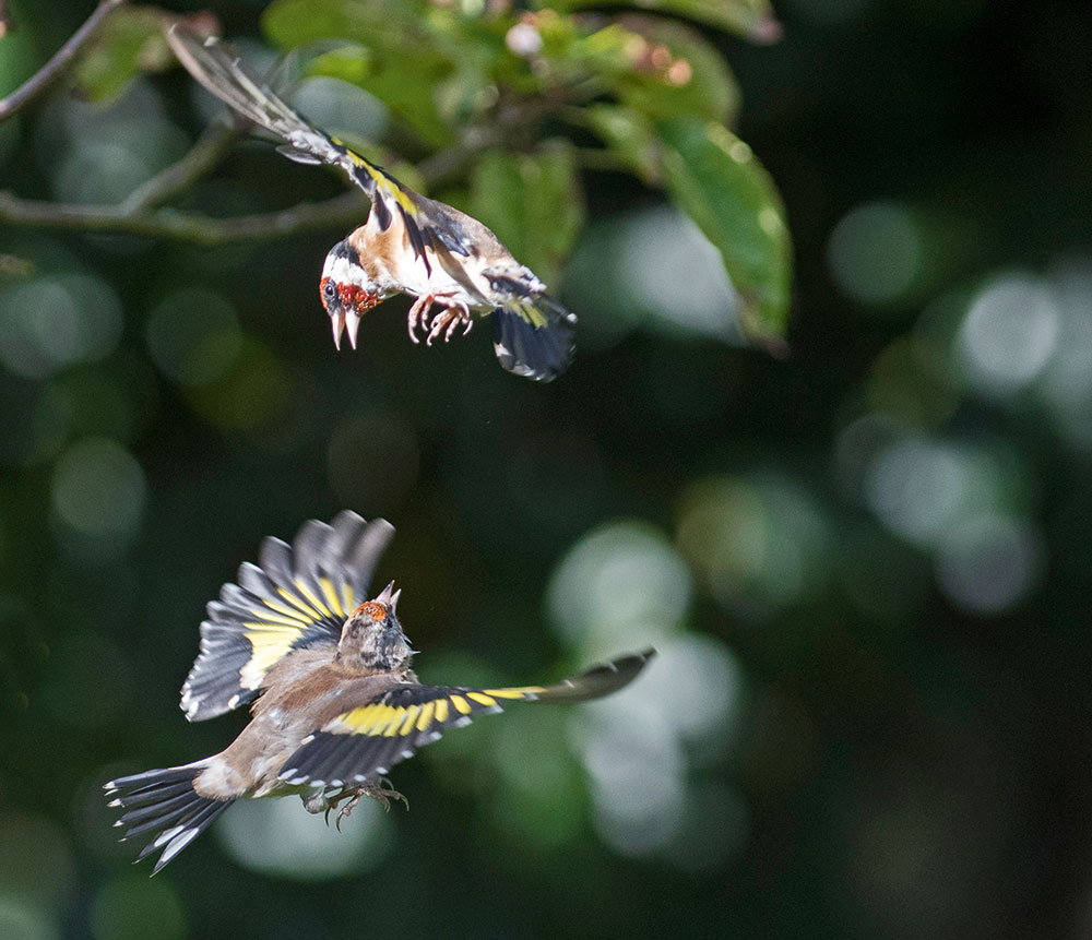 Garden birds do not ignore feeders