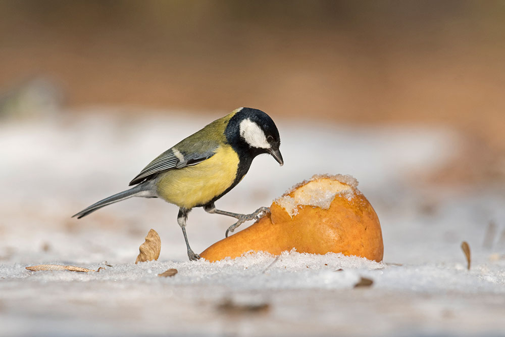 Garden birds food variety