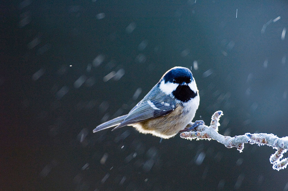 Garden birds get creative