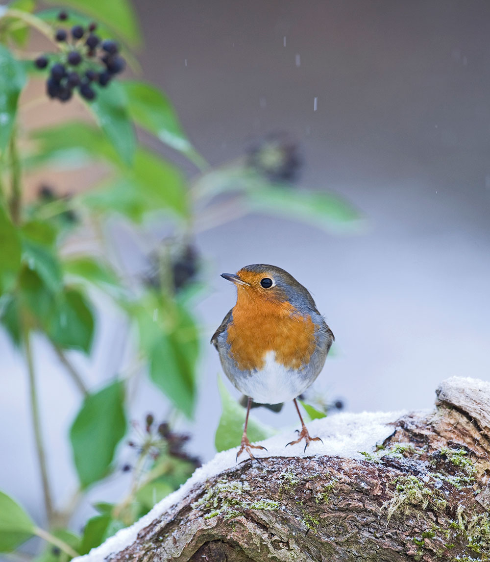 Garden birds robin