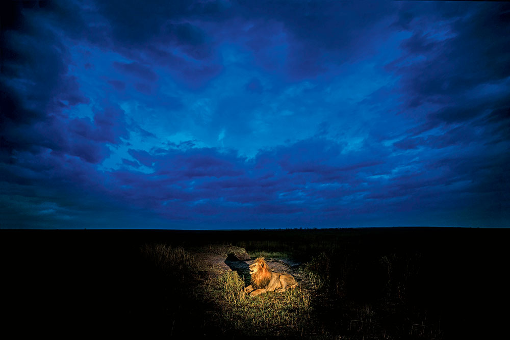 Lion, Maasai Mara, Kenya