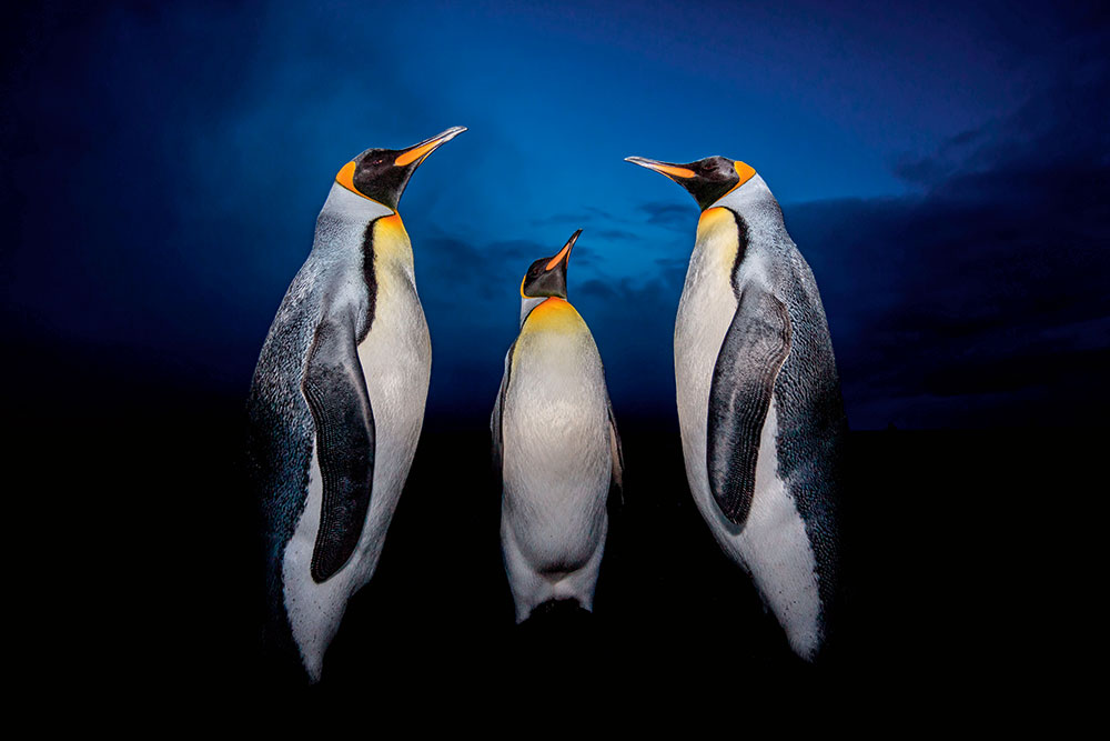 Penguins, Volunteer Point, Falkland Islands