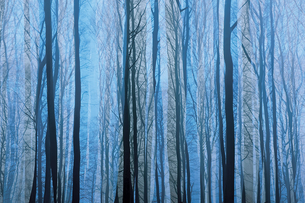 Sandra Bartocha beech forest