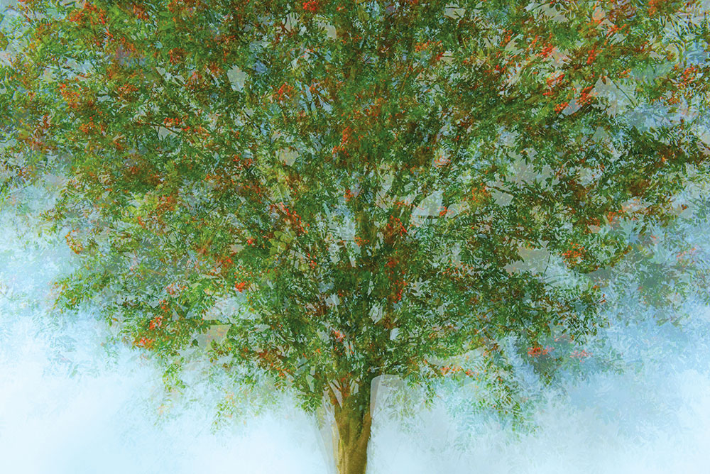 Sandra Bartocha rowan tree