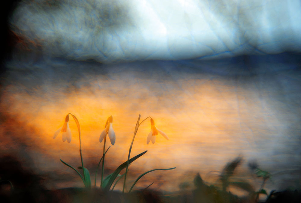 Sandra Bartocha snowdrops