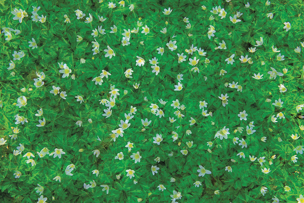 Sandra Bartocha wood anemones