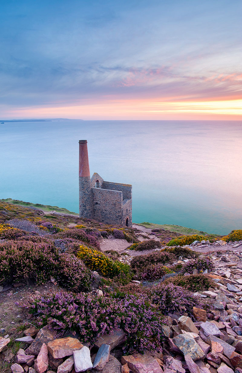 Wildflower landscapes heather