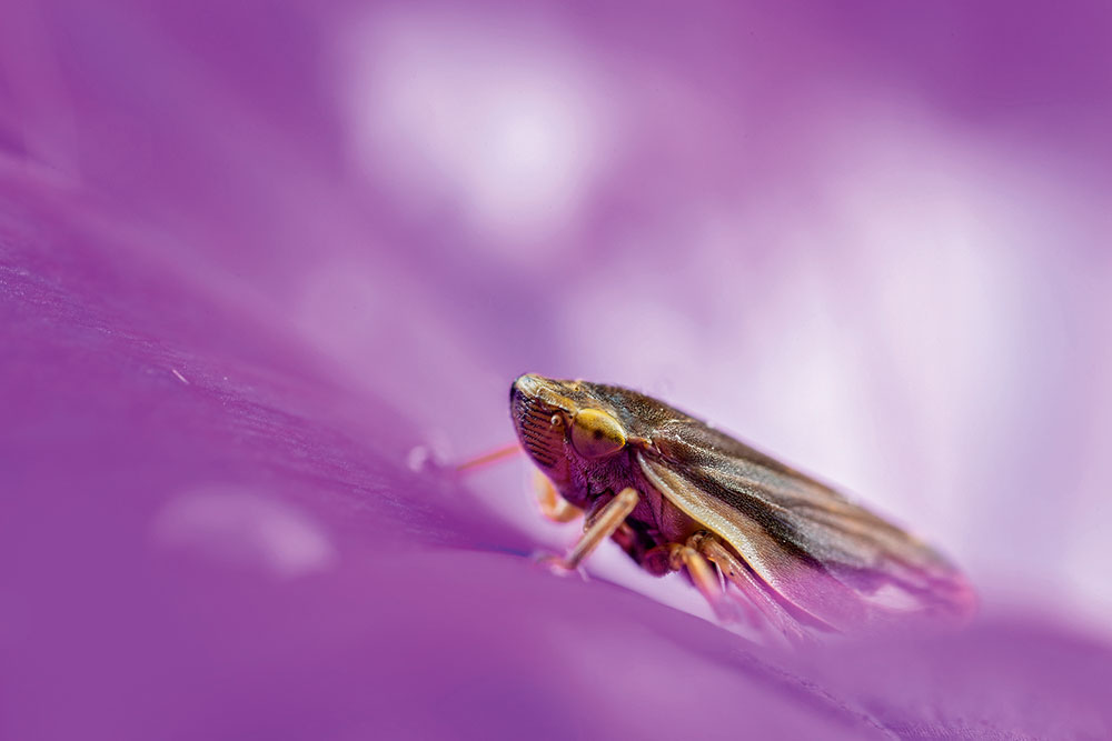 macro shot of insect