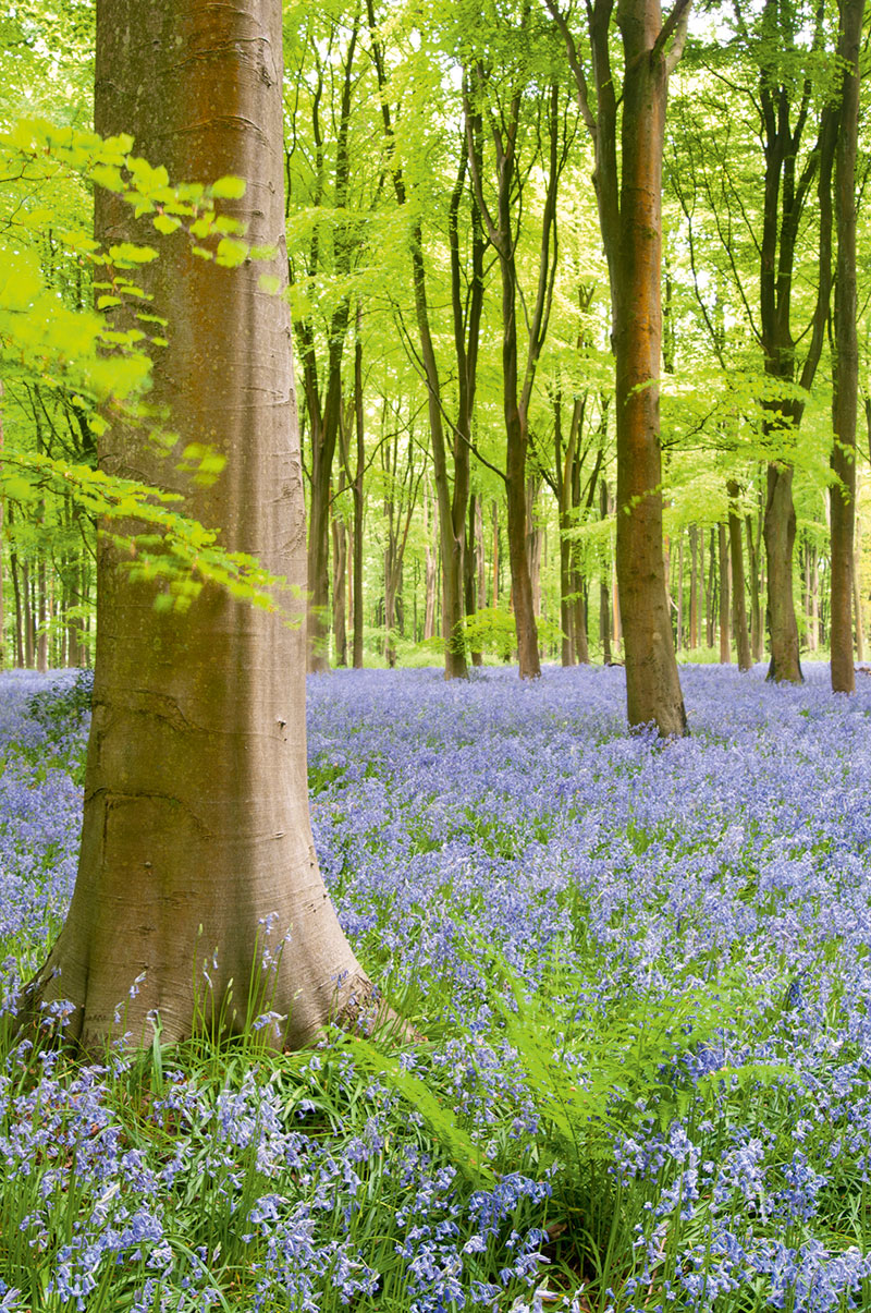wildflower landscapes bluebells
